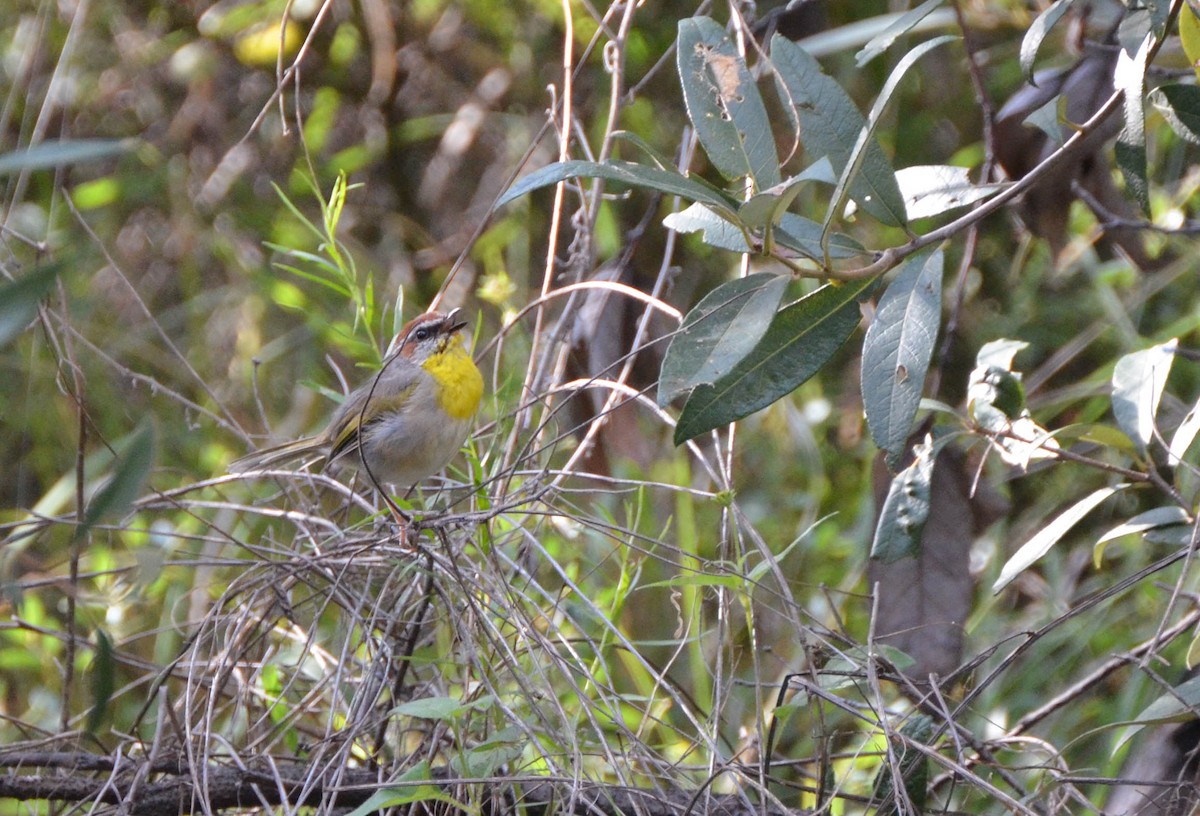 Rufous-capped Warbler - ML129698251