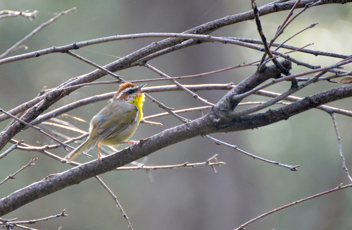 Rufous-capped Warbler - ML129698271