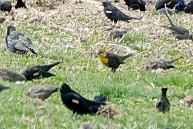 Yellow-headed Blackbird - ML129700051