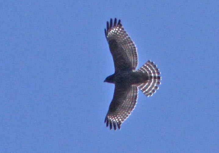 Red-shouldered Hawk (elegans) - ML129702631