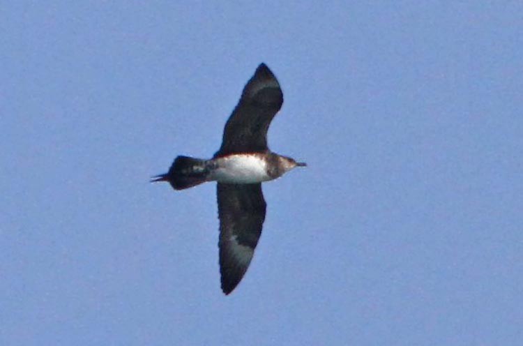 Parasitic Jaeger - ML129702651