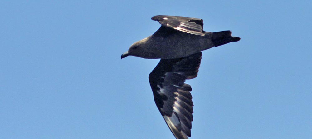 South Polar Skua - Don Roberson