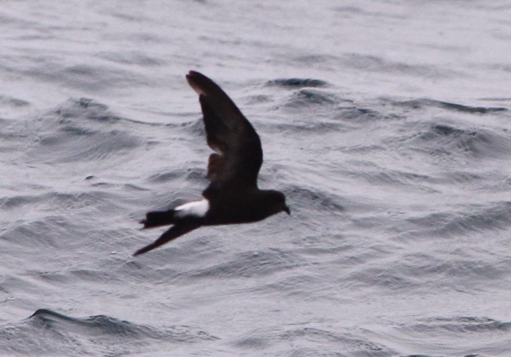 Wilson's Storm-Petrel - ML129703361