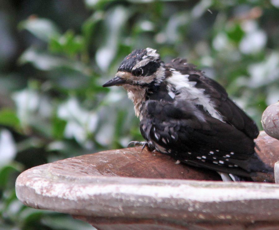 Hairy Woodpecker (Pacific) - ML129703431