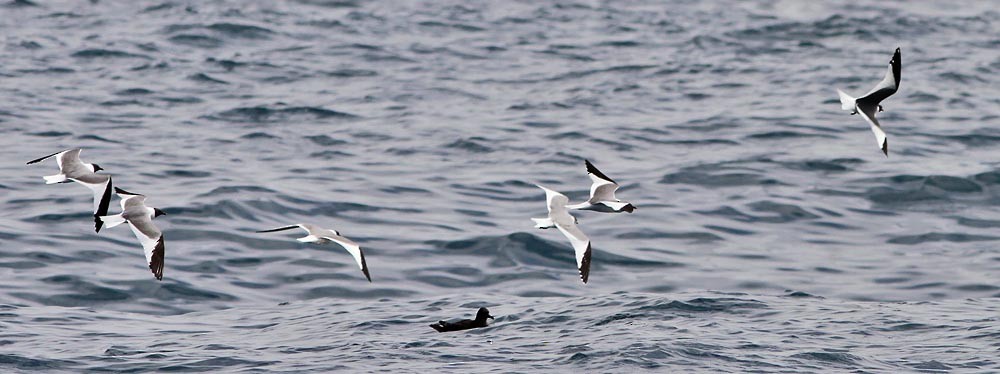 Sabine's Gull - Don Roberson