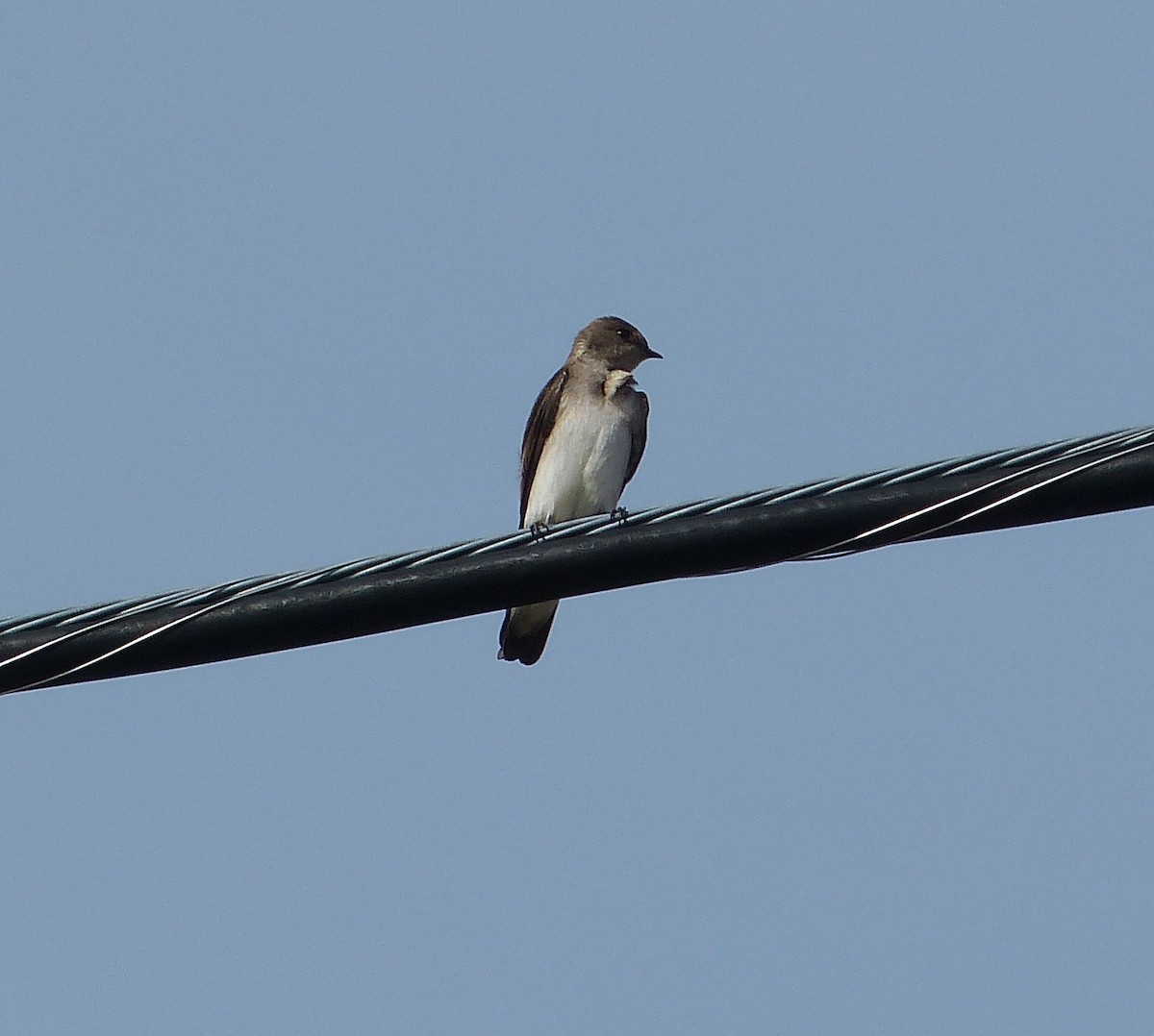 Northern Rough-winged Swallow - ML129705801