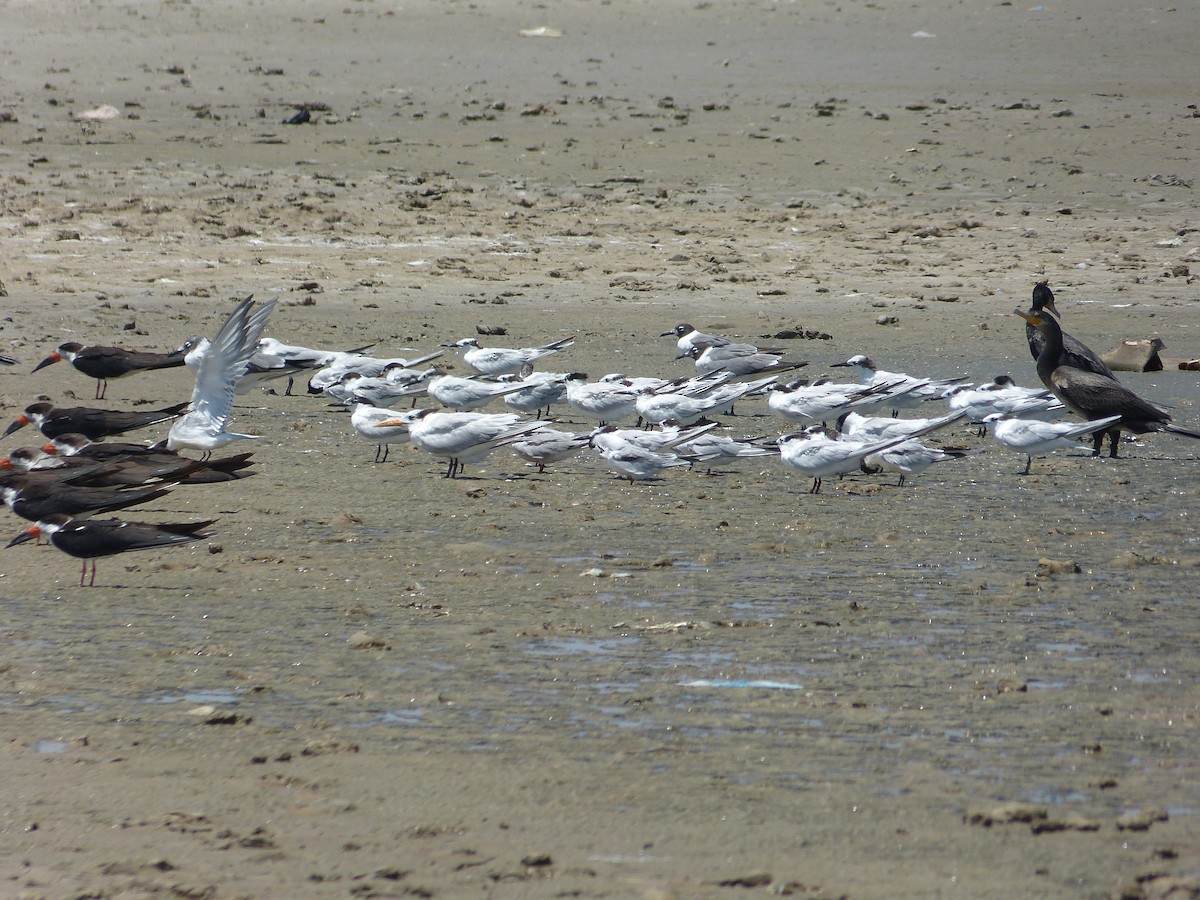 Laughing Gull - ML129705851