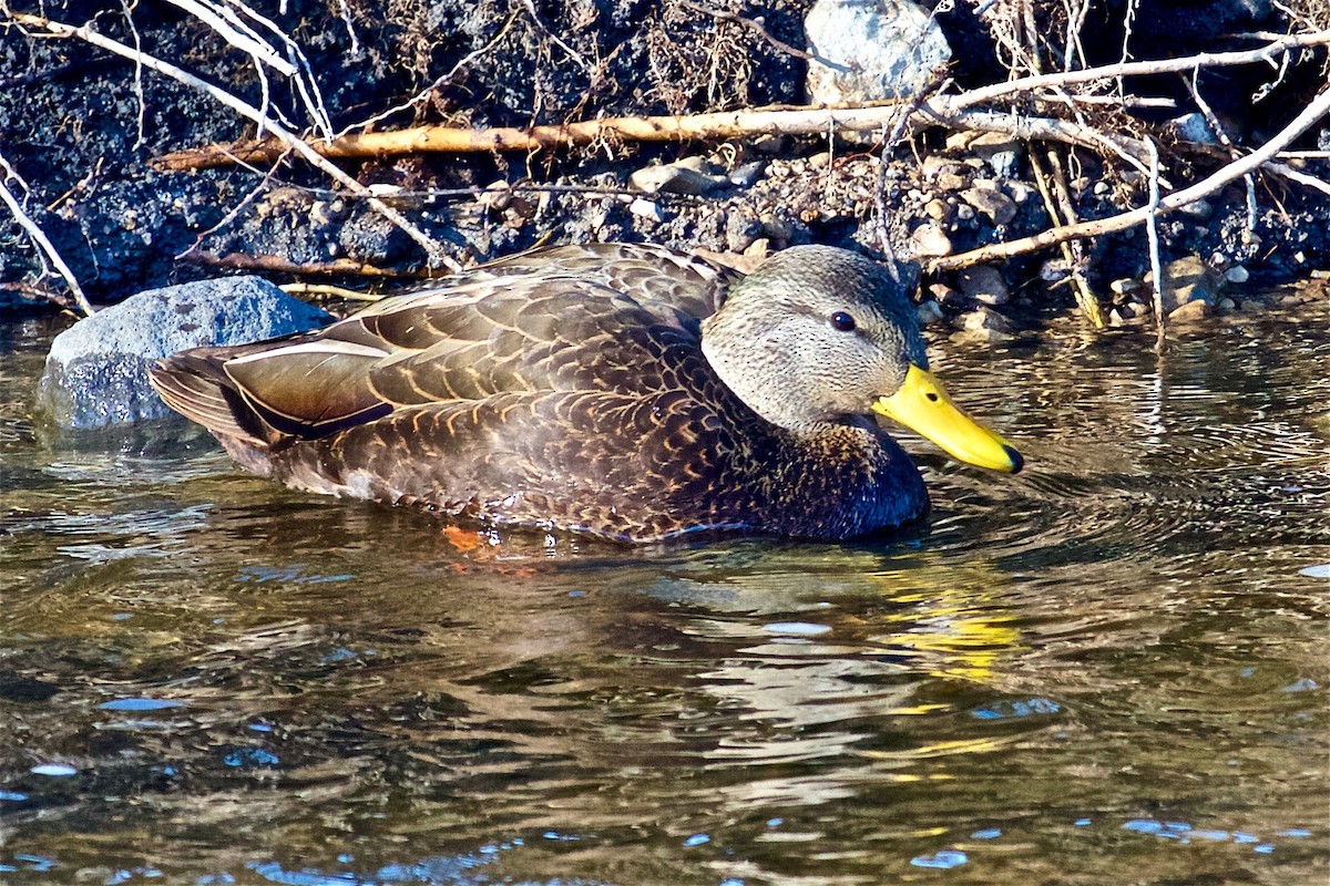 American Black Duck - Jack & Holly Bartholmai