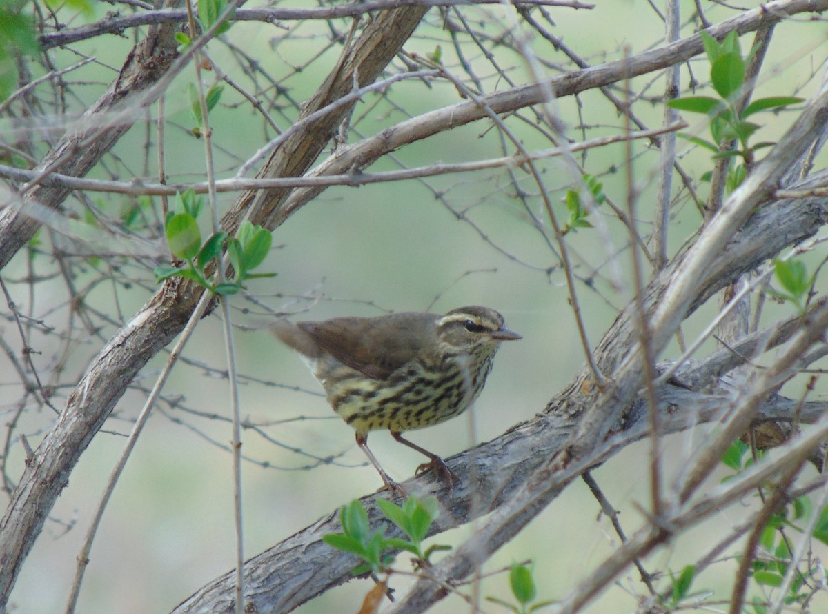 Northern Waterthrush - ML129707871