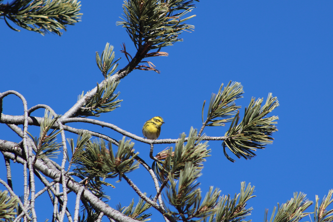 Townsend's Warbler - ML129708071