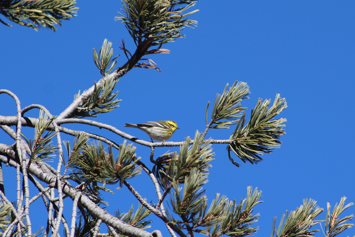 Townsend's Warbler - ML129708081