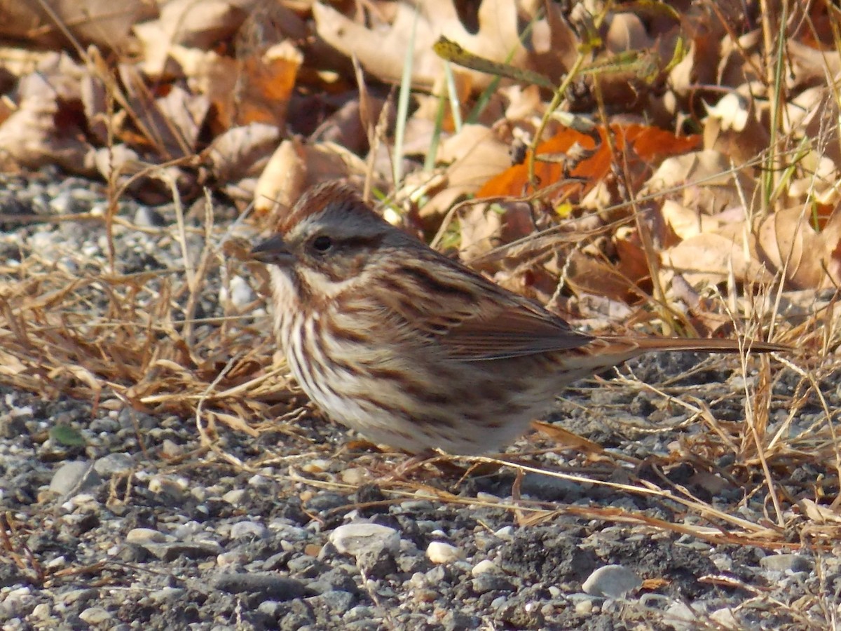 Song Sparrow - ML129708671