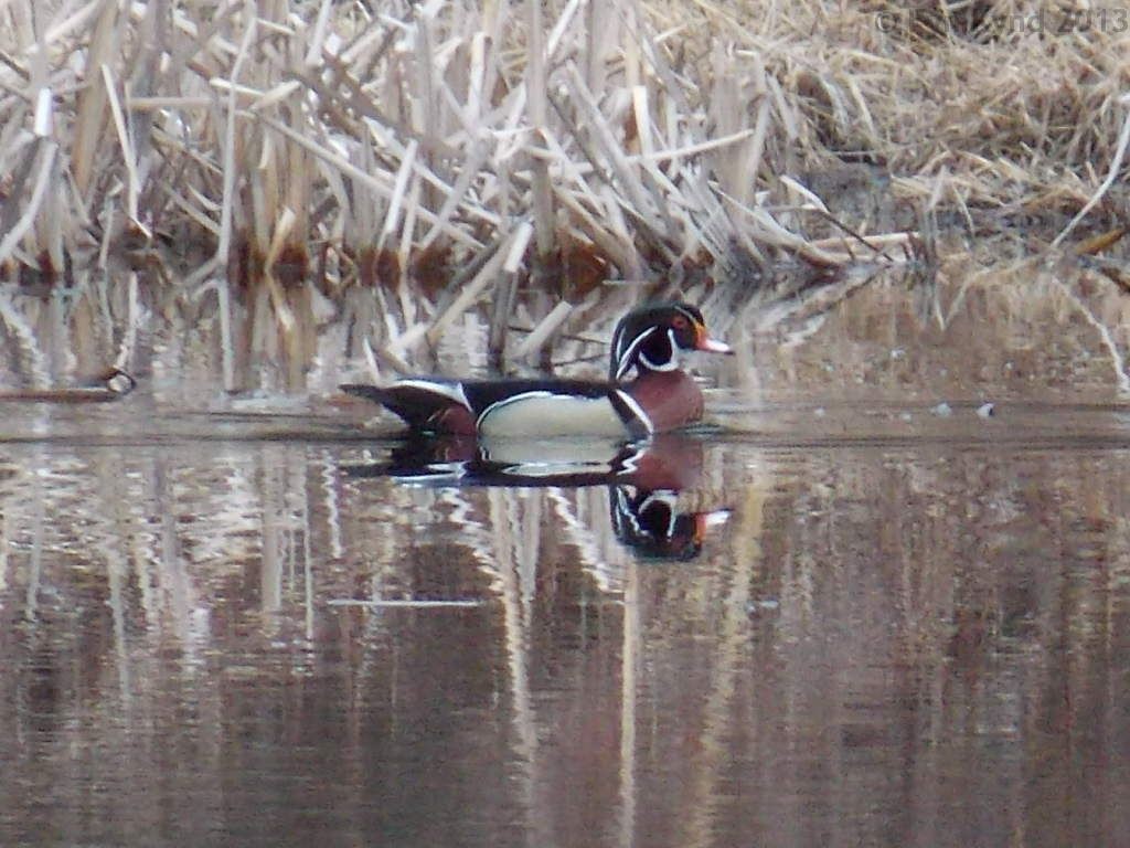 Wood Duck - ML129708751