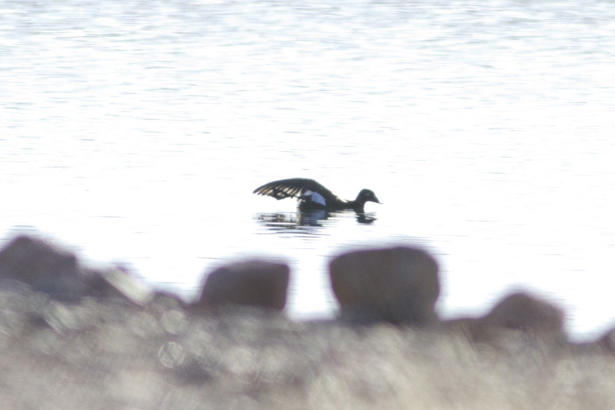 White-winged Scoter - ML129708961