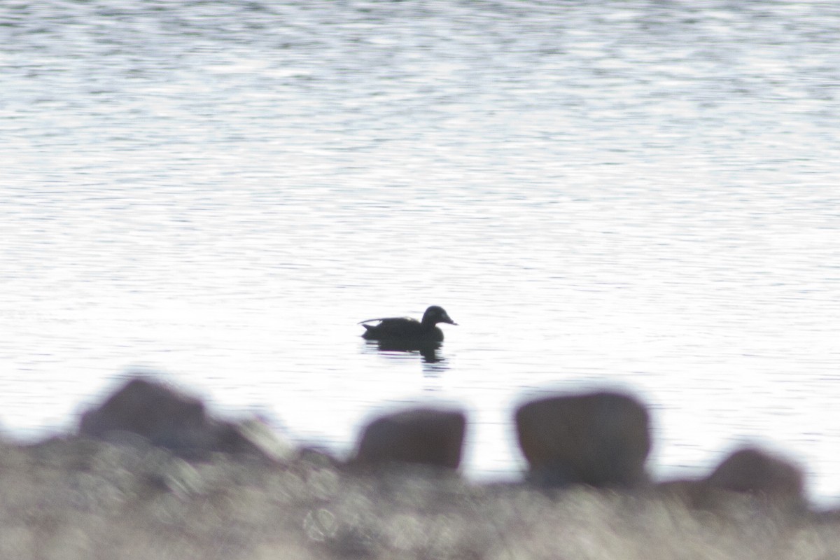 White-winged Scoter - ML129709041