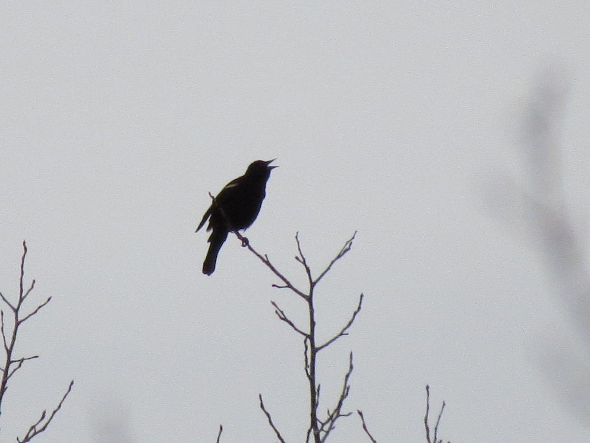 Red-winged Blackbird - ML129710011