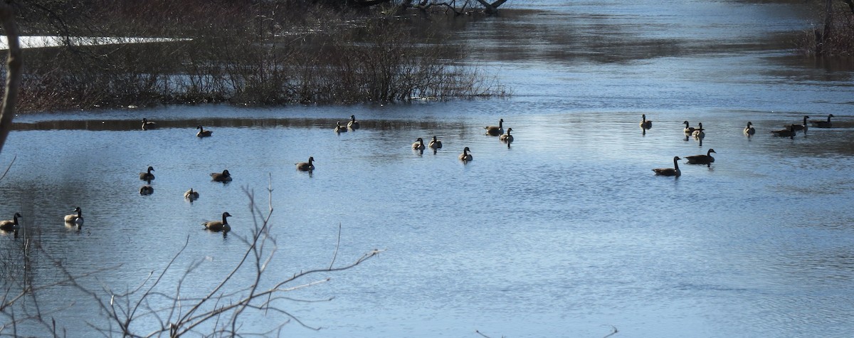 Canada Goose - Fyn Kynd