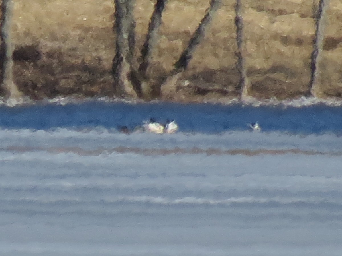 Common Merganser - Fyn Kynd