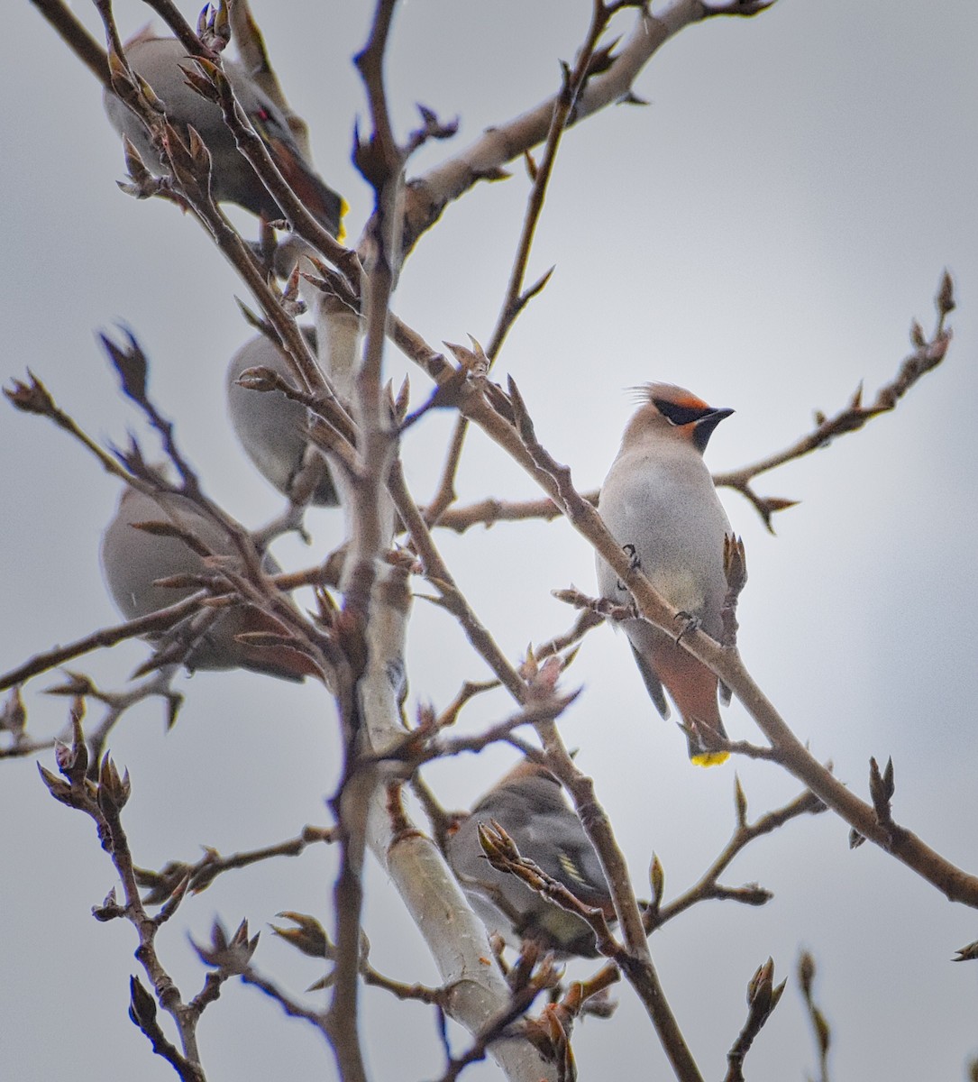 Bohemian Waxwing - ML129710391