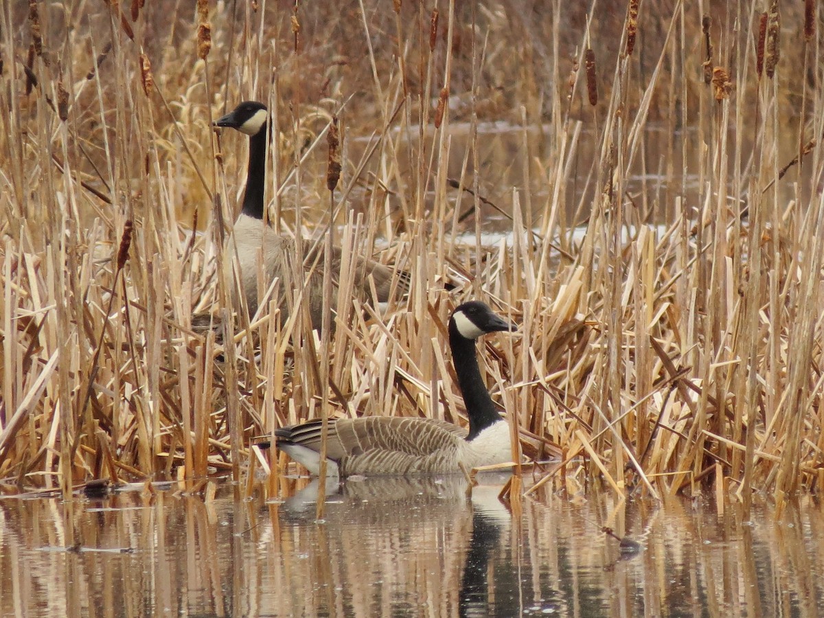 Canada Goose - ML129710711