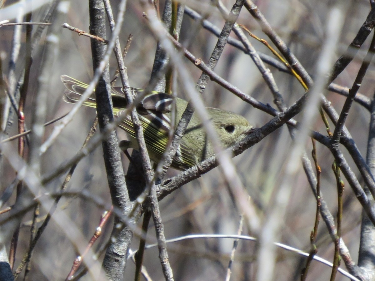 Ruby-crowned Kinglet - Fyn Kynd