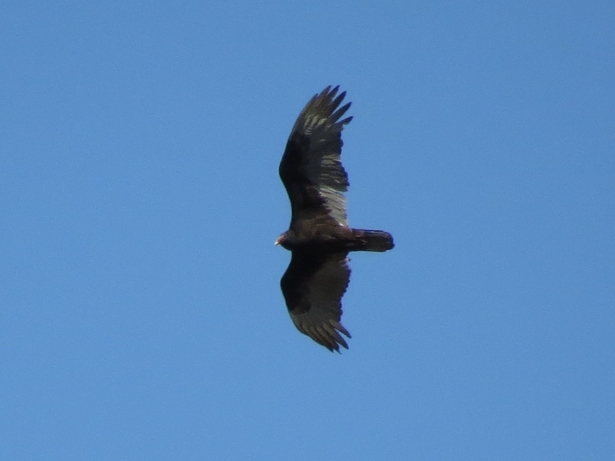 Turkey Vulture - ML129710881