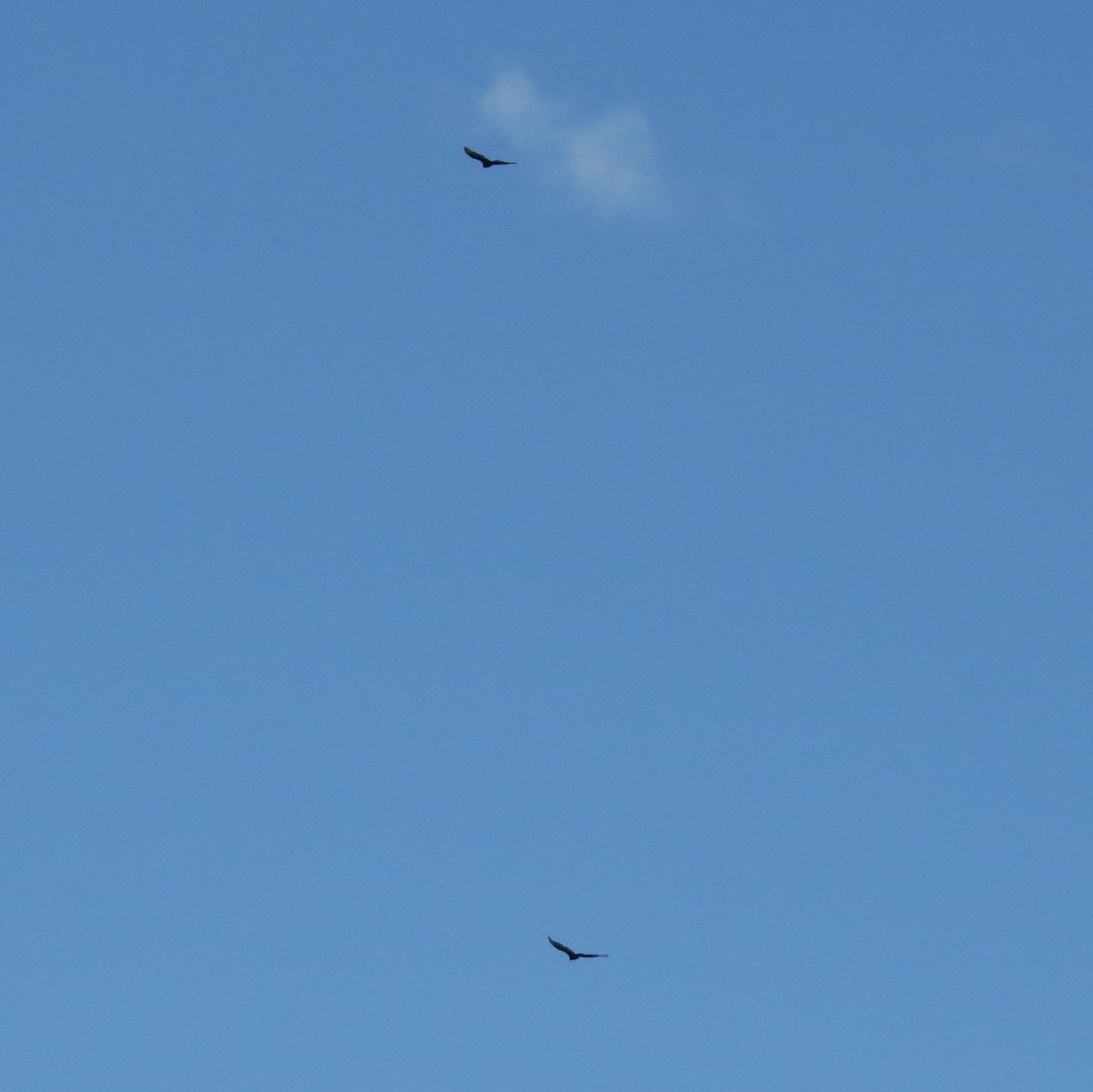 Turkey Vulture - Fyn Kynd