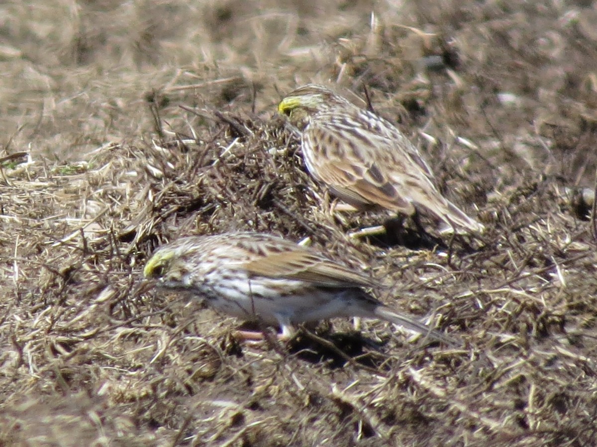 Savannah Sparrow (Savannah) - ML129710911