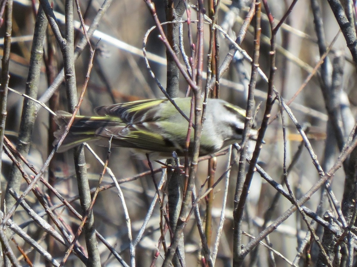 Golden-crowned Kinglet - Fyn Kynd