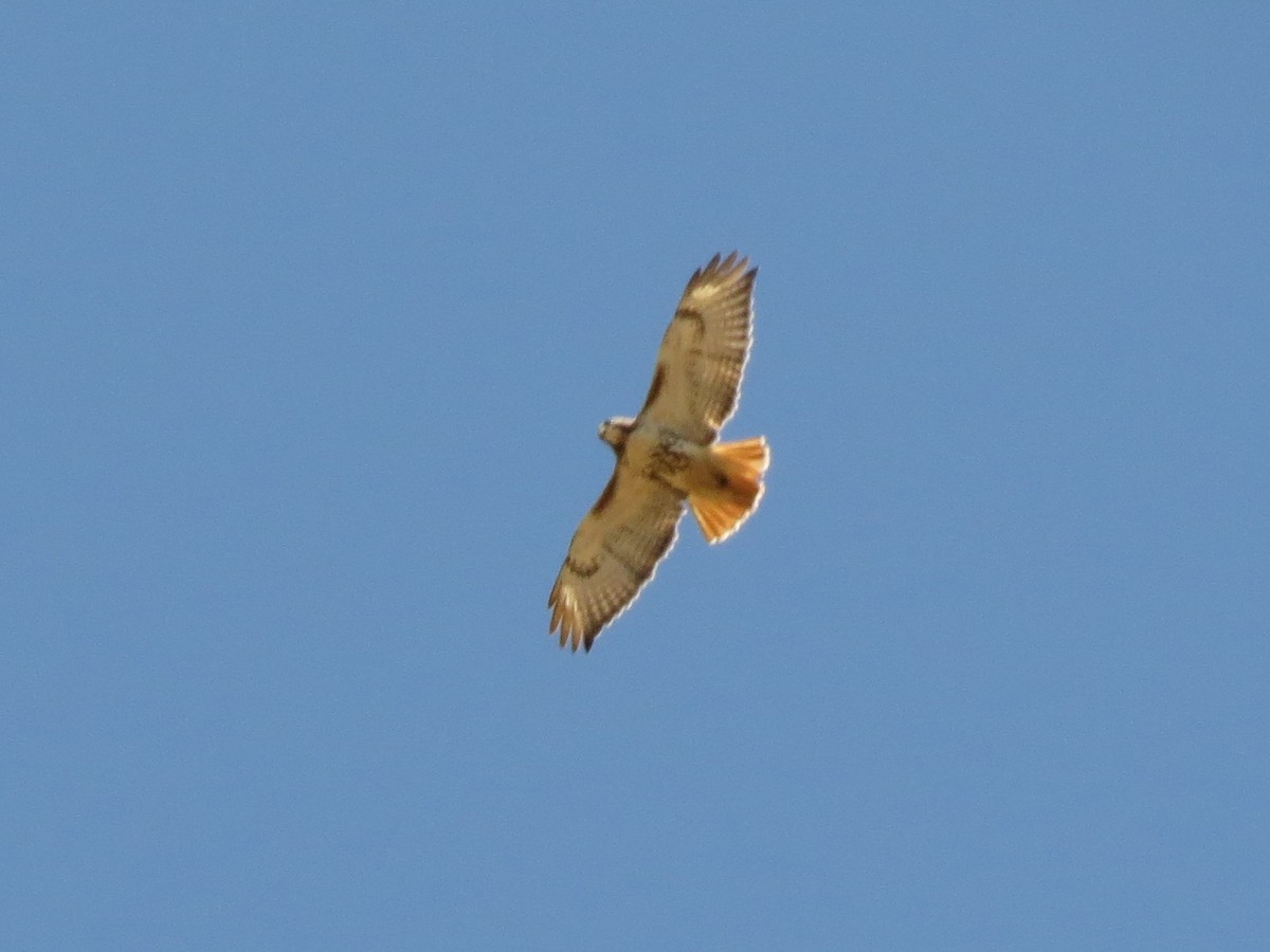 Red-tailed Hawk - ML129710951