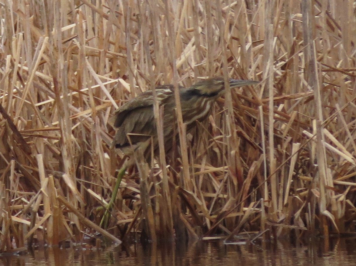 American Bittern - ML129710991