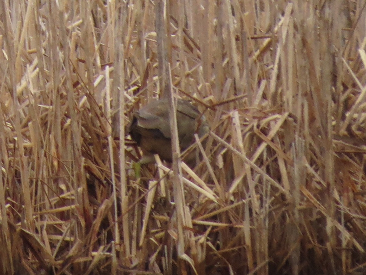 American Bittern - Fyn Kynd