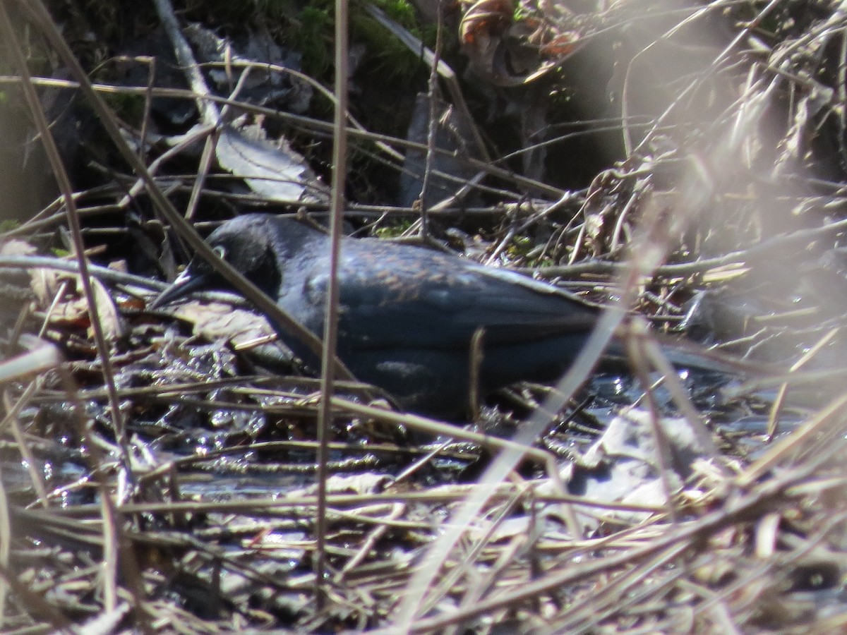 Rusty Blackbird - ML129711191