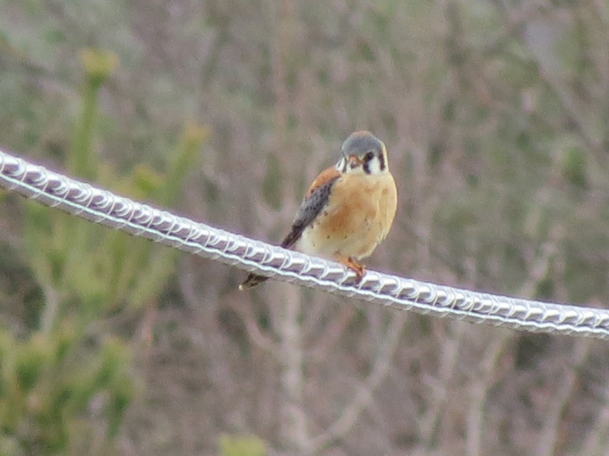 American Kestrel - ML129711381