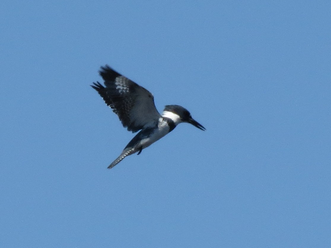 Belted Kingfisher - Fyn Kynd