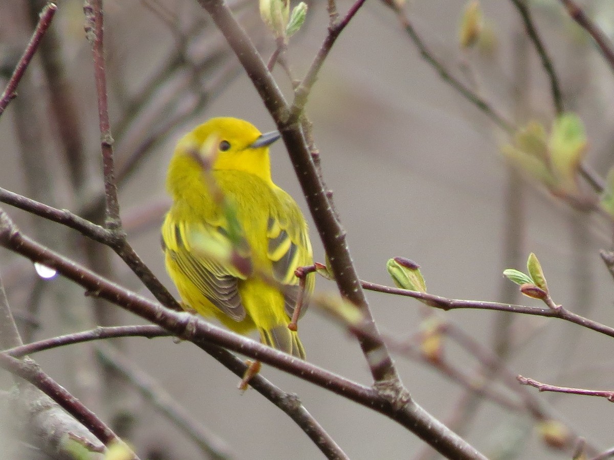 Yellow Warbler - Fyn Kynd