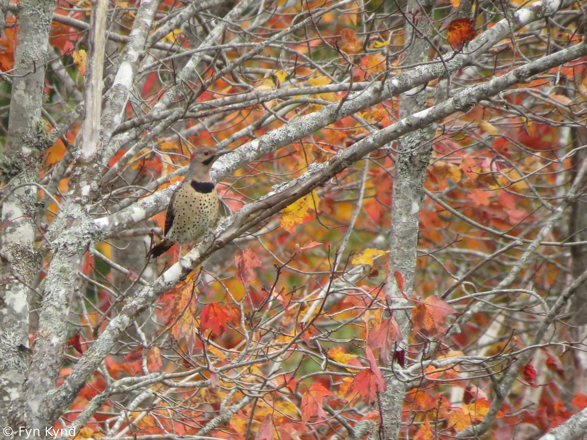 Northern Flicker (Yellow-shafted) - ML129712851