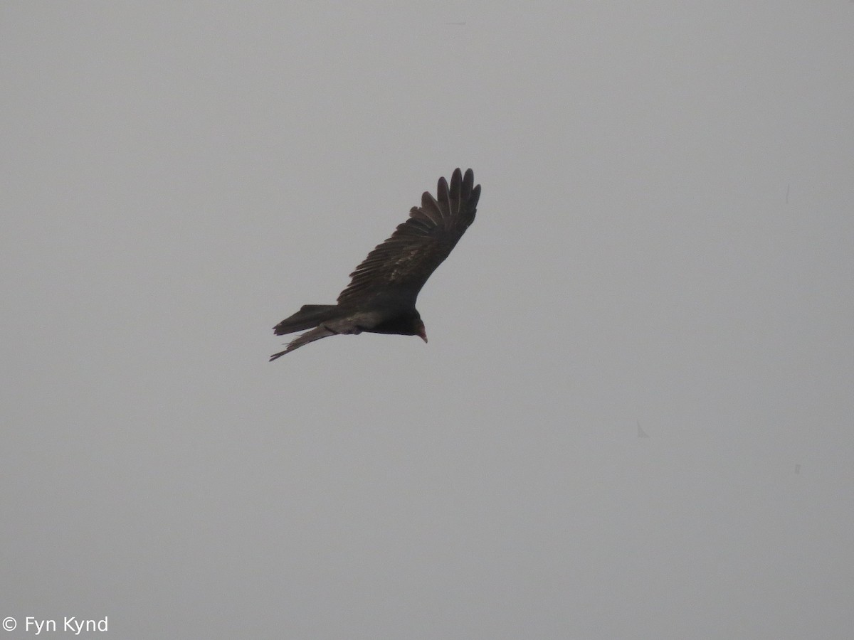 Turkey Vulture - ML129712881