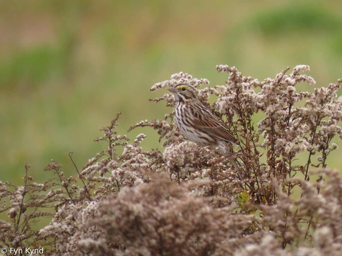 Savannah Sparrow - ML129712911