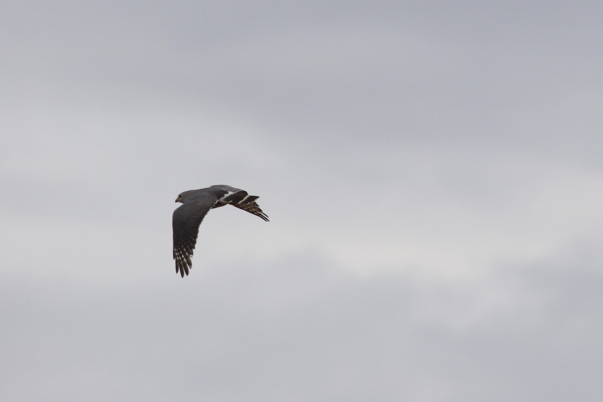 Lizard Buzzard - ML129712981