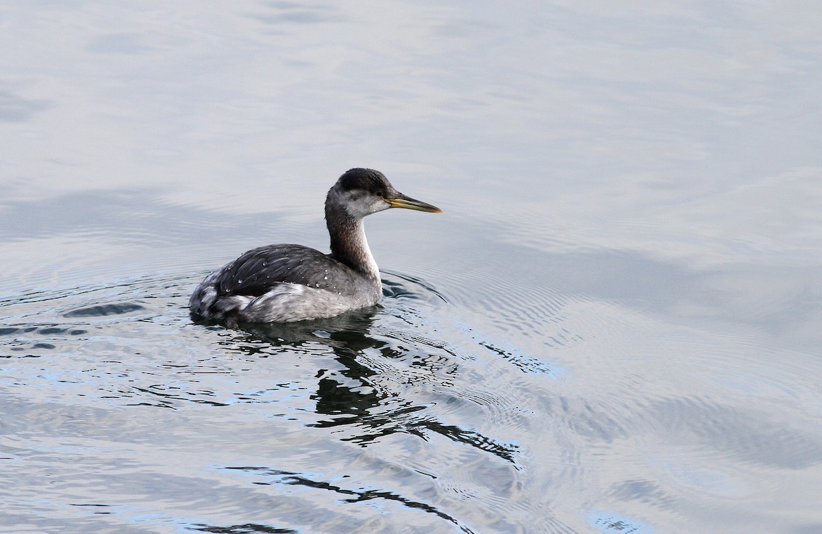 Red-necked Grebe - Fyn Kynd