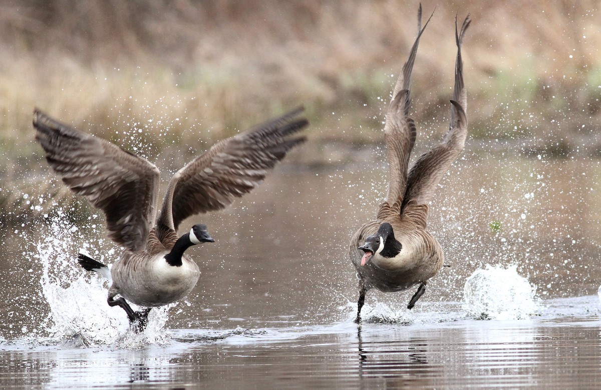 Canada Goose - ML129714651