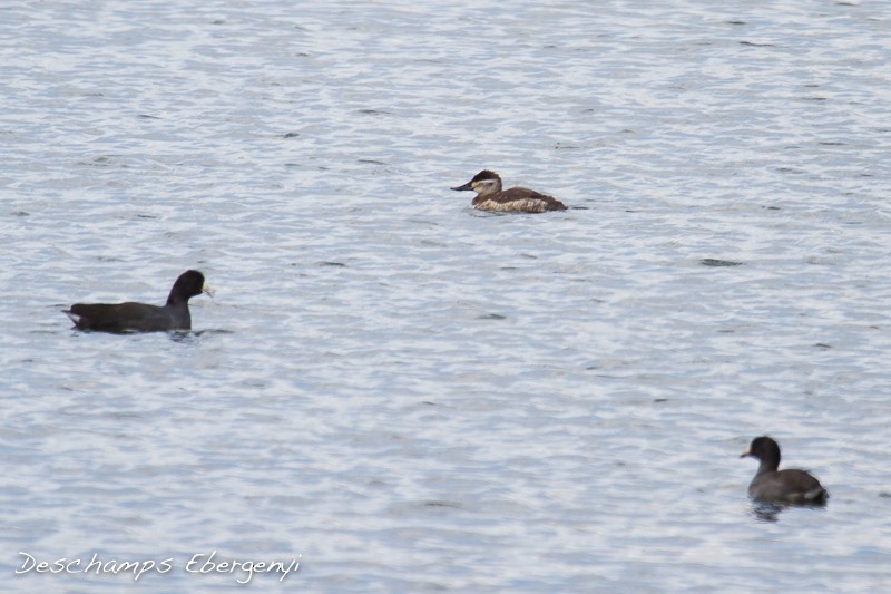 Ruddy Duck - ML129715271
