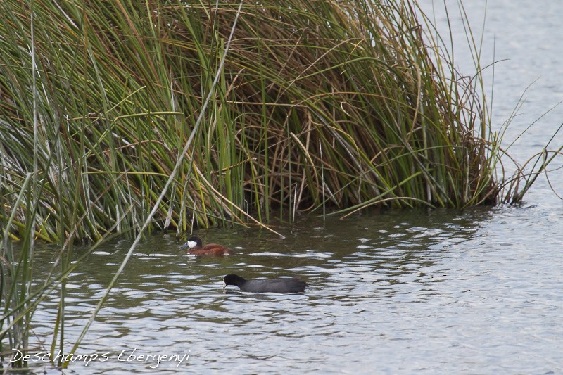 Ruddy Duck - ML129715281