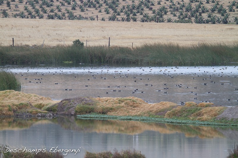 American Coot (Red-shielded) - ML129715291