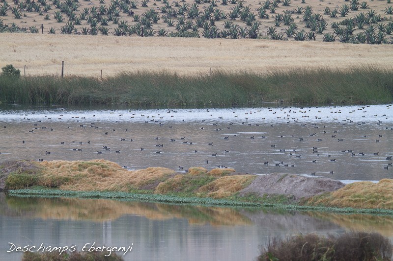 American Coot (Red-shielded) - ML129715301