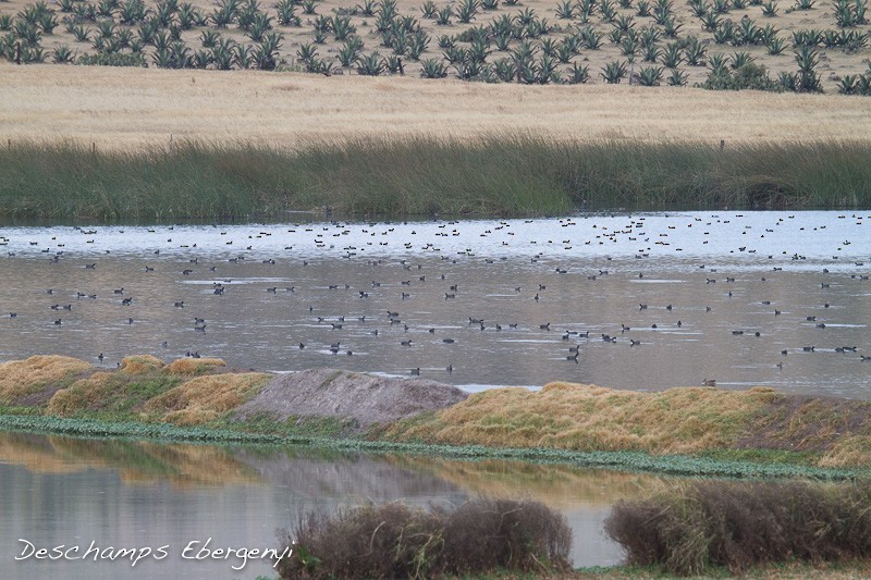 American Coot (Red-shielded) - ML129715311