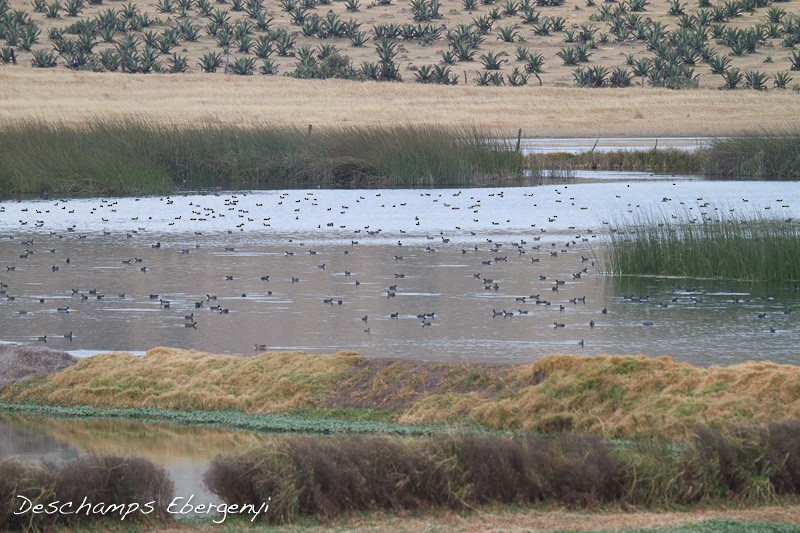 American Coot (Red-shielded) - ML129715321
