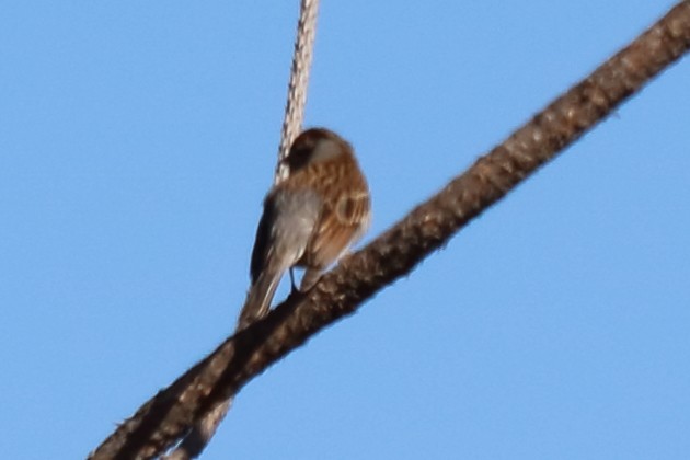 Chipping Sparrow - ML129715601