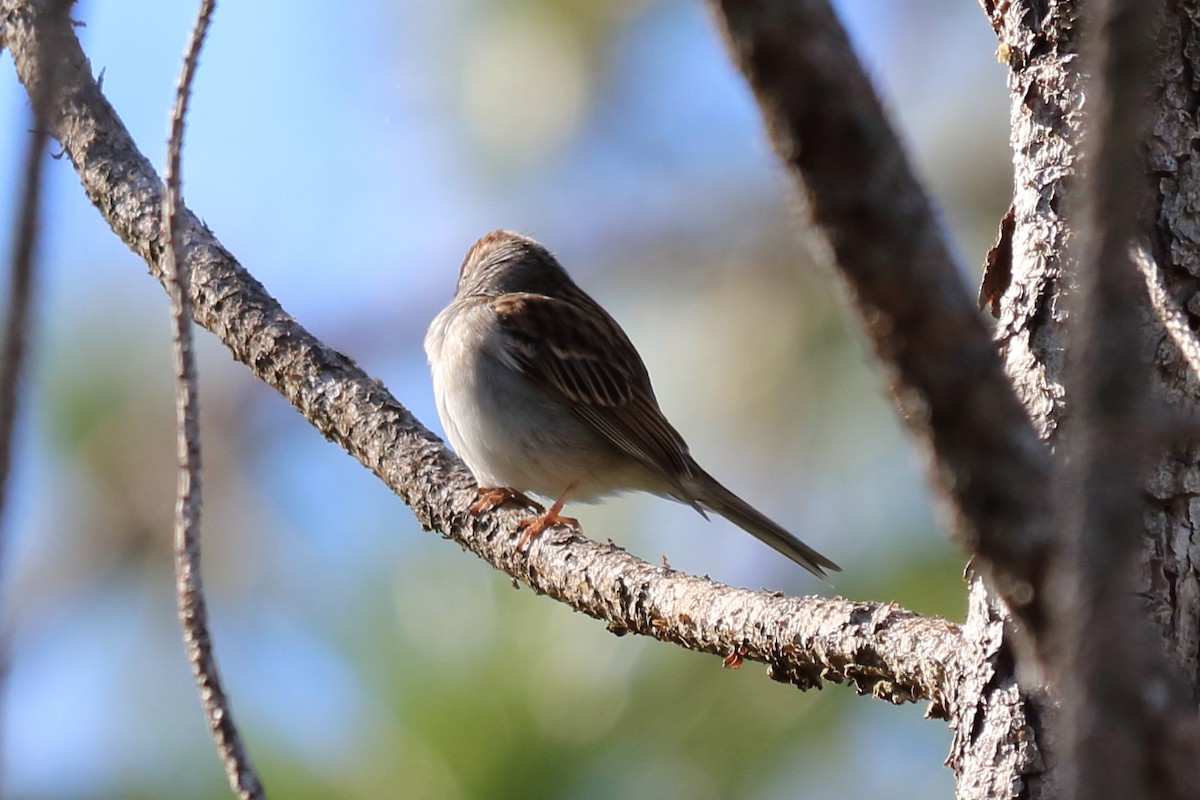 Chipping Sparrow - ML129716141